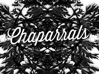 Chaparrals Gig Poster