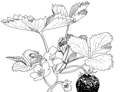 Sketch of the strawberry berries and flower black white illustration lineart sketch