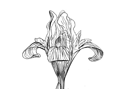 Sketch iris flower black white flower illustration iris lineart sketch