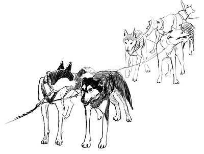 Team of sled dogs sketch black white digital art illustration lineart pencil procreate sketch