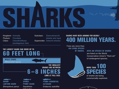 History Sharks Infographic Copy Dribbble by Column Five on Dribbble