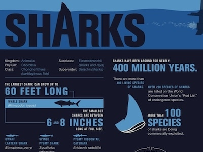 History Sharks Infographic Copy   Dribbble