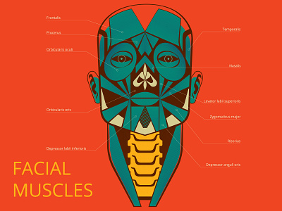 Facial Muscles illustration графика графический дизайн иллюстратор плоский стилизация