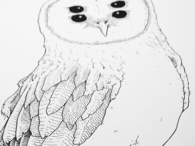 Owl WIP bird drawing illustration lines owl wip