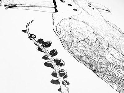 Twocan bird drawing feathers illustration ink line work nature wip