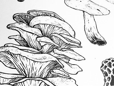 Mushrooms drawing illustration ink lines mushroom mushrooms