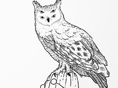 Owl bird drawing feathers illustration ink line art owl