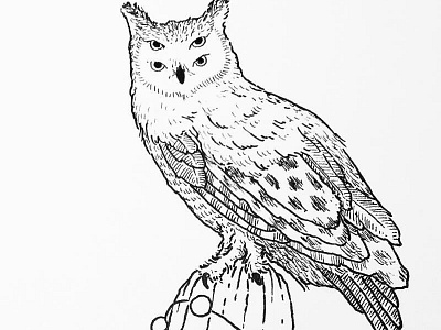 Owl