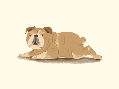 Bulldog bulldog digital painting dog photoshop