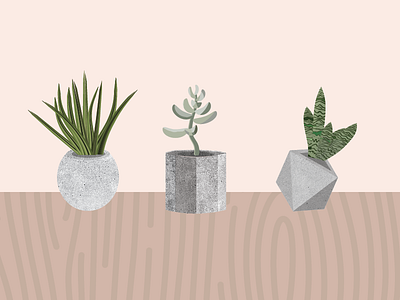 Concreate concrete product development succulents