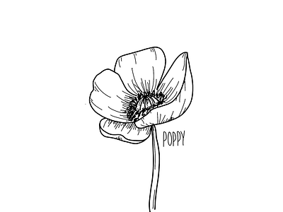 Poppy