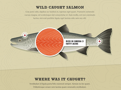 Salmon Illustration fish illustration nature salmon typography ui