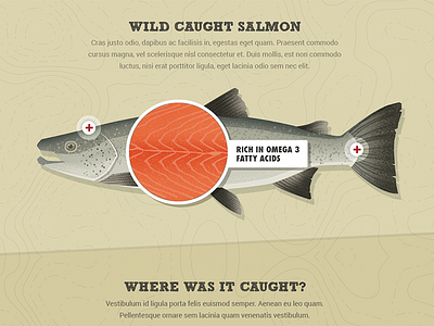 Salmon Illustration