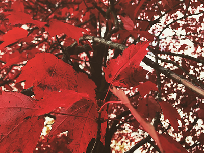 还不错 denis nature red ryabtsun toronto trees 多伦多，加拿大，红色的，canada