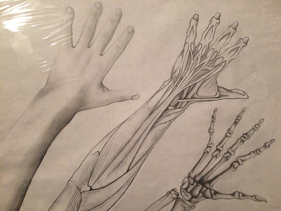 3-layer Arm Study drawing