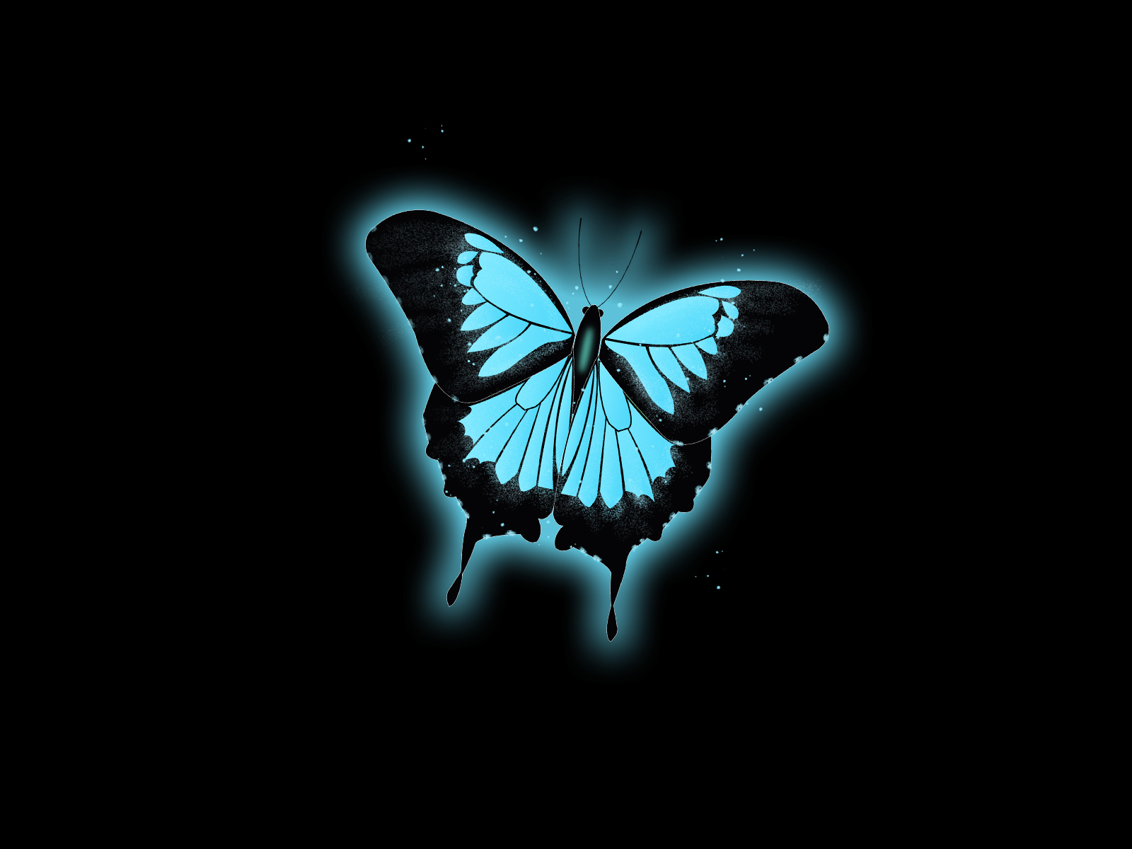 blue and black butterfly by XiaoQiao on Dribbble