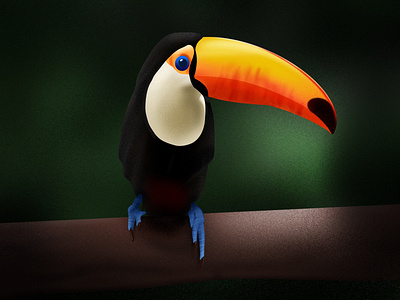 Toucan Drawing