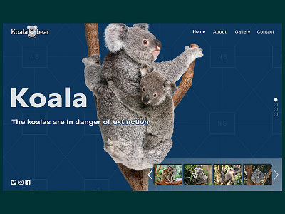 koalas