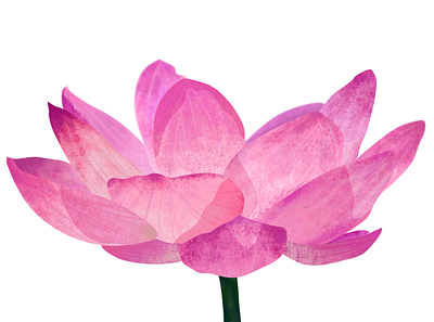 Pink Lotus Flower affinity designer creation design flowers illustration nature art plants texture