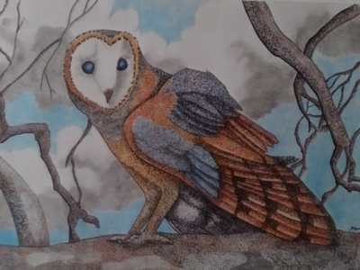 Barn owl barnowl
