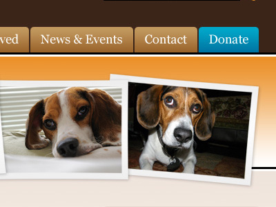 Beagle Paws Website Header banner design development navigation website