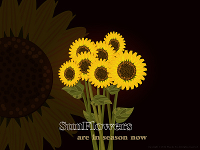Sunflowers are in season now !