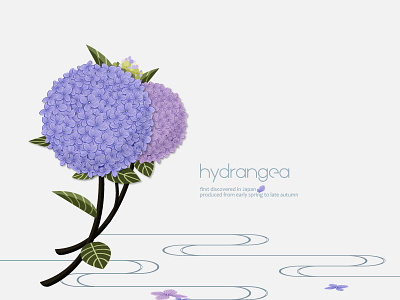 Elegant Hydrangea blue elegant flower hydrangea leaf purple water