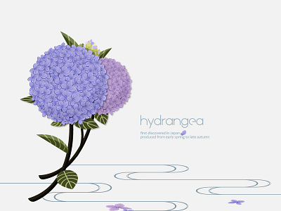 Elegant Hydrangea