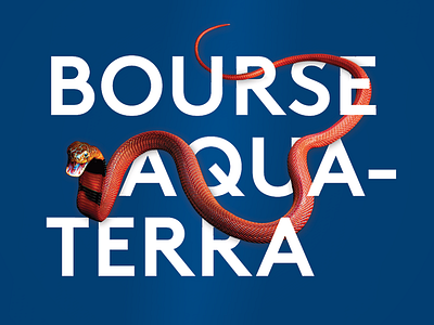 Bourse aqua-terra aqua terra blue cobra color colorful naja poster red snake