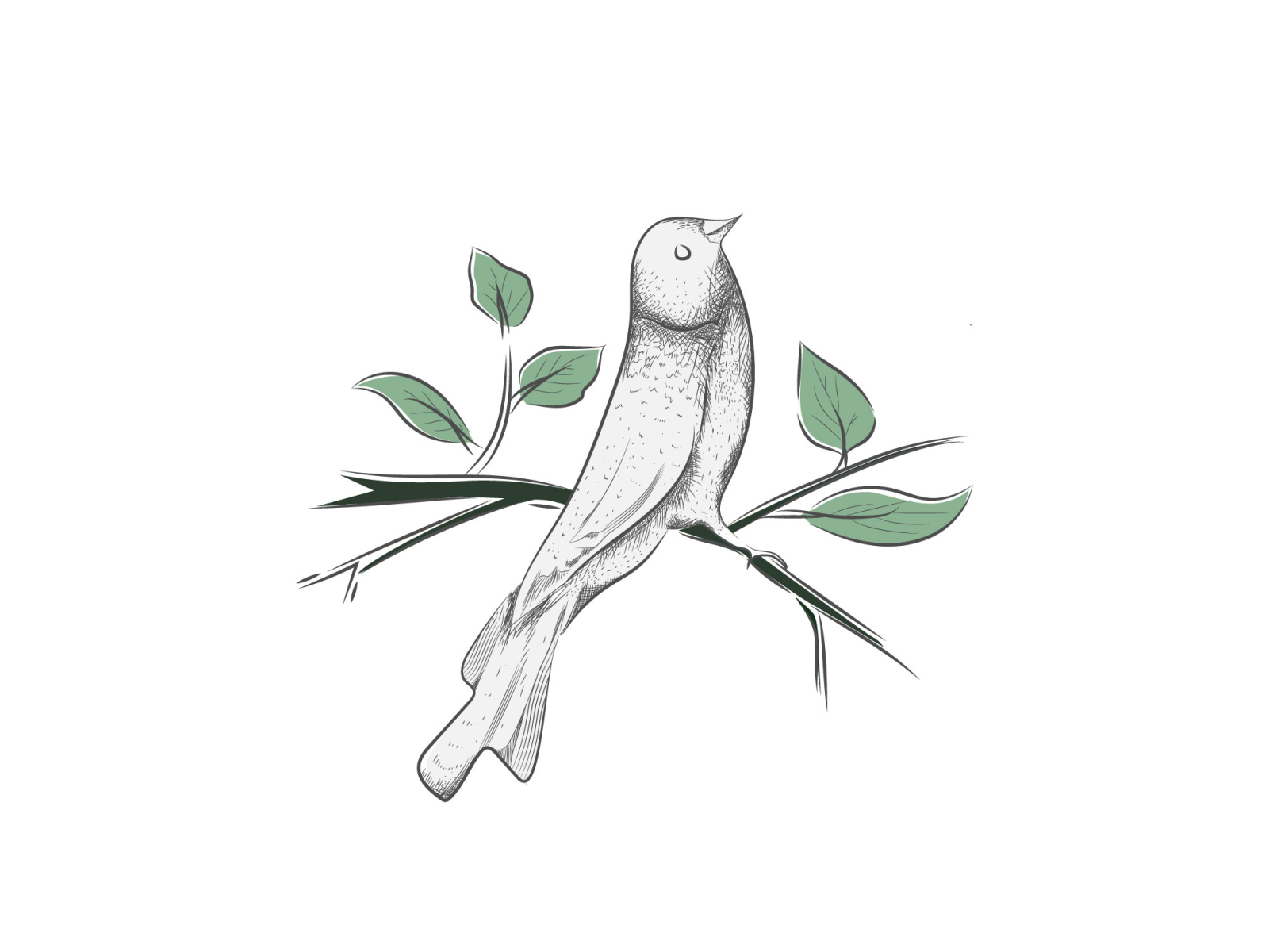 Bird Illustration (Vintage art) by Md Humayun Kabir on Dribbble