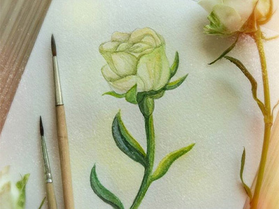 Watercolor white rose flowers handdrawing illustration paper rose watercolor