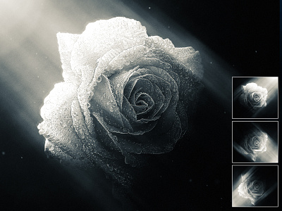 Roses action artistic artwork automatic effect design digital art digital painting dramatic effect illustration light effect light rays lighting photo effect photoshop action plugins sketch style volumetric