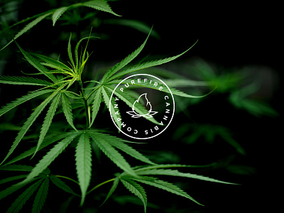 PUREFIRE® Brand Design brand design branding byindustria cannabis cannabis brand cannabis branding cannabis logo cannabis logo design cbd cbd brand colorado denver dispensary graphic design green farm industria branding logo logo design purefire usa