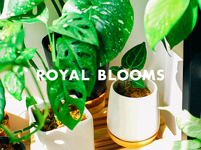 Royal Blooms / Brand Positioning & Design branding branding identity for startup branding studio design flower shop graphic design industria logo logo design plant shop singapore startup brand design startup branding startup logo startup logo design