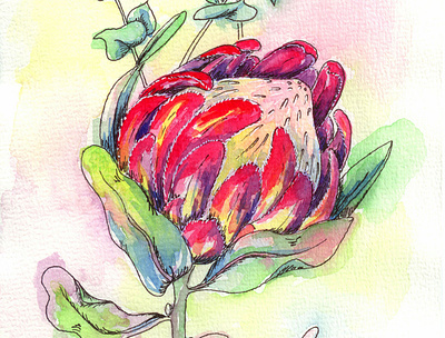 Watercolor "Protea"-flower flower illustration flower pattern watercolor paper