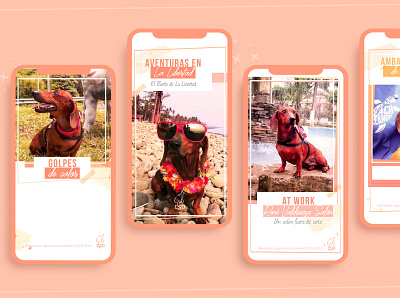 Instagram Stories for Lola Sweet Dachshund app design instagram stories