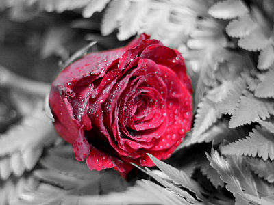 its still a flower photo editing photography rose flower