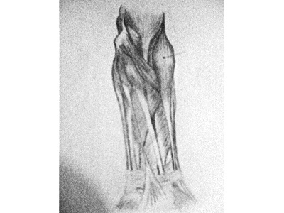 Muscles and Fasciæ of the Forearm anatomy drawing graphite illustration sketch