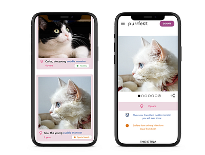 Cat adoption website cats design ui ux web