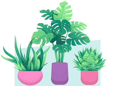 Plants iterations