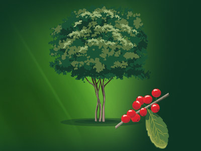 Tree green icon leaf tree yaupon