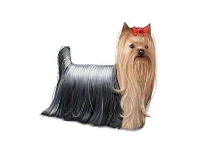 Yorkshire Terrier dog icon illustration luxury terrier yorkshire yorkshire terrier