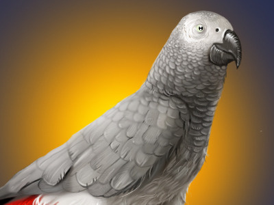 Parrot bird grey icon parrot