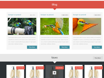 Blog & Store bird blog design orange store web