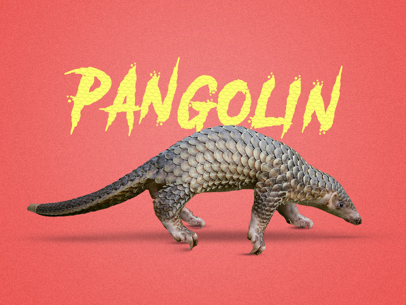 Cute Funny Pangolin Rare Species Of Animals Cartoon Vector Illustration  Stock Illustration - Download Image Now - iStock