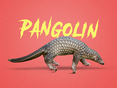 Pangolin Typography post 2018 forest pangolin singapore typo wildlife wrs