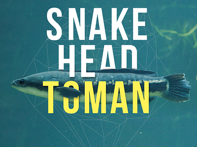 Snake Head Toman 2017 fish freshwater minimal snake head toman typo typography wild wrs