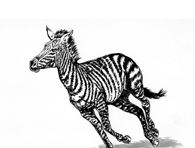 Young Zebra illustration