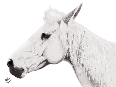 Majestic Beauty - A Horse's Stare animal animals animals art art black and white charcoal drawing drawing horse horse art horses illustration pencil pencil drawing realistic sketch sketching