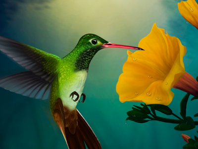Hummingbird illustration bird colibri digital painting flowers humming hummingbird illustration kolibri